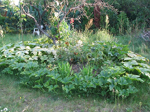 Kürbispflanze auf Terra-Preta-Beet