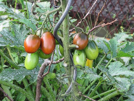 Tomate Black Plum