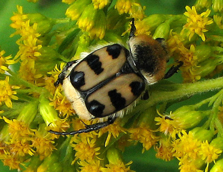 Gebänderter Pinselkaefer (Trichius fasciatus)