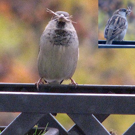 Spatz mit Nistmaterial