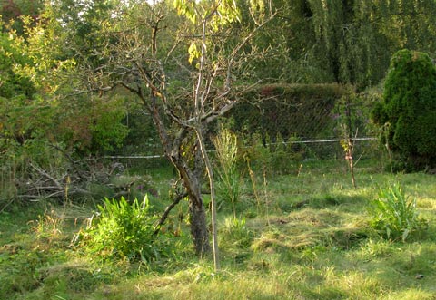 Das Terra-Preta-Beet im Herbst