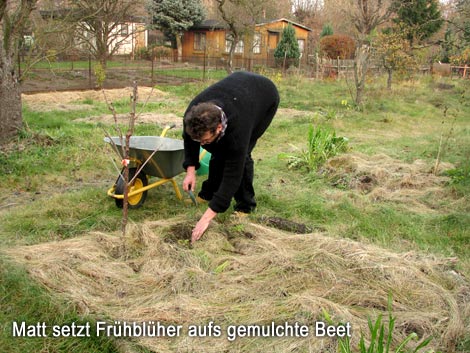 Matt setzt Frühblüher aufs gemulchte Beet