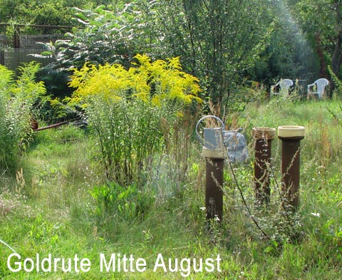 Goldrute Mitte August