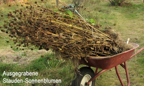 Staudensonnenblumen