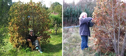 Sterbende Thuja-Gruppe