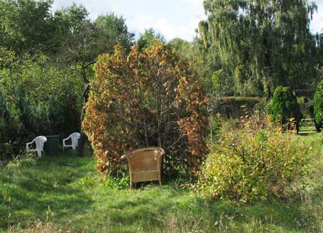 absterbende Thuja