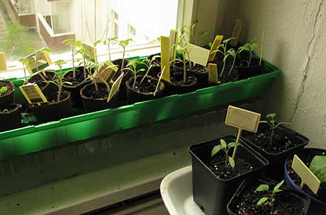 Tomaten am Küchenfenster