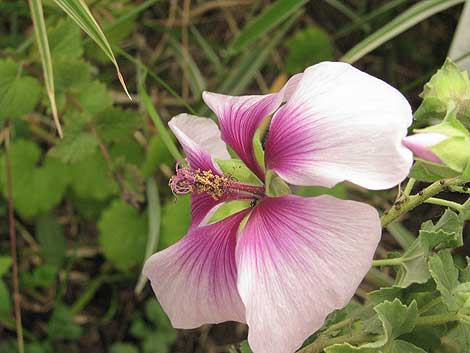 malva-latera-maritima