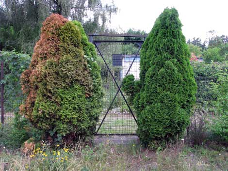 Sterbende Thuja