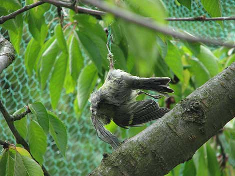 Vogeltod im Kirschbaumnetz