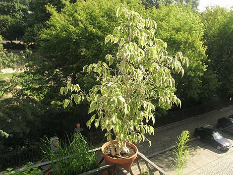 ficus benjaminus