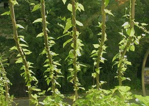 Mein wilder Balkon-Garten › Das wilde Gartenblog