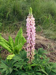 lLupine neben Mangold