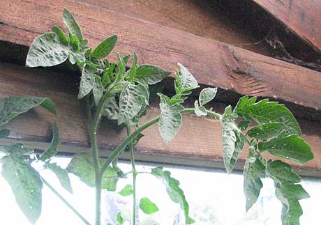 Weiße Fliegen auf Tomate - die meisten sitzen auf der Unterseite der Blätter