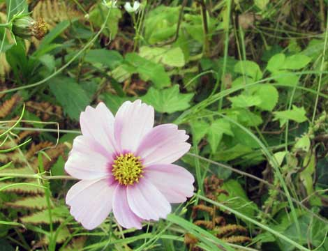 cosmea