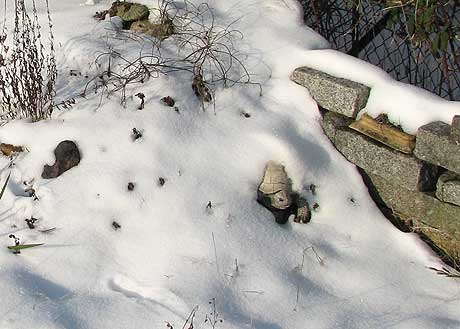 Schildkröte im Steinbeet