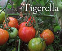 Tomate Tigerella