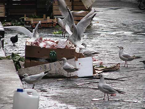 Möven auf dem Fischmarkt in Catania