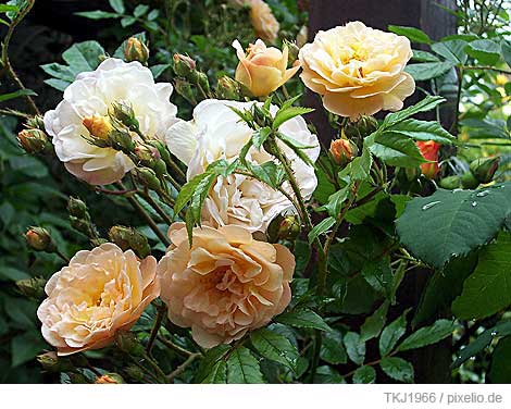 Ramblerrose