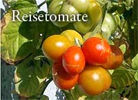 Reisetomate CC Henry Steinbock tomatl.net