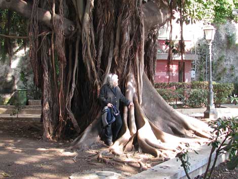 tropischer Riesenbaum