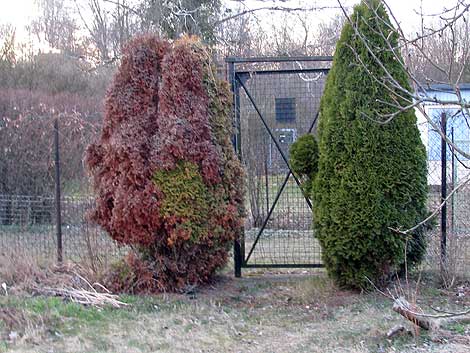 abgestorbene Thuja