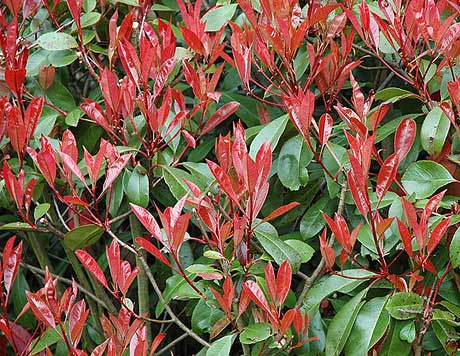 Glanzmispel Photinia fraseri