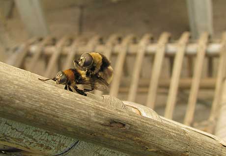 Schwebfliegen beim Sex