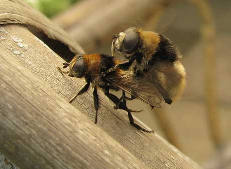 Garten sex im Ficken mit