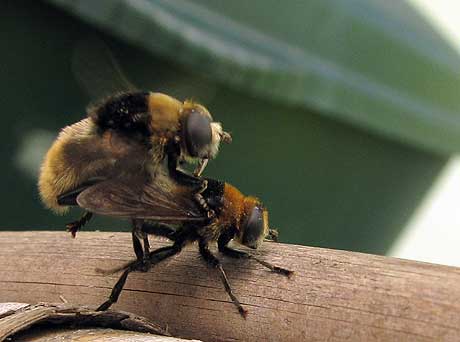 Garten sex im Nachbar kommt