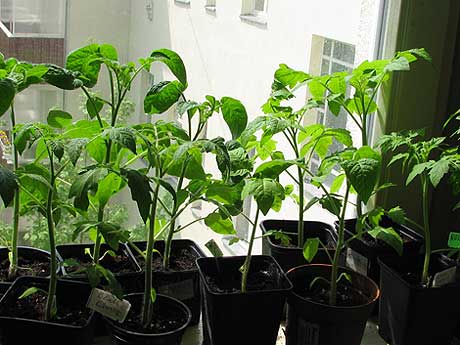 Tomaten auf der Fensterbank