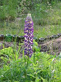 Lupine