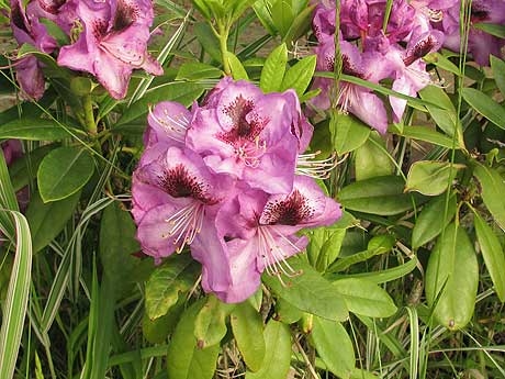 Rhododendron