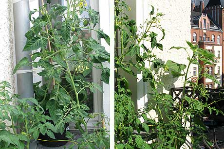 Tomaten auf dem Balkon