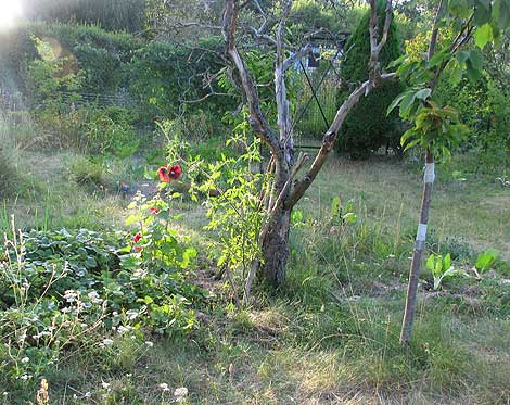 Baum mit Klebestreifen