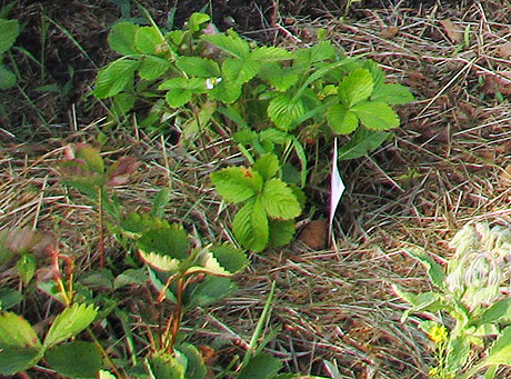 gemulchte Erdbeeren