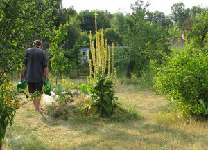 Naturnah gärtnern Vorteile bei extremer Hitze › Das wilde Gartenblog
