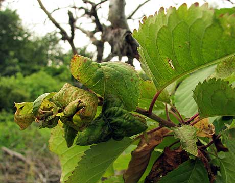 Blattlaus-Schaden auf Kirschbaum