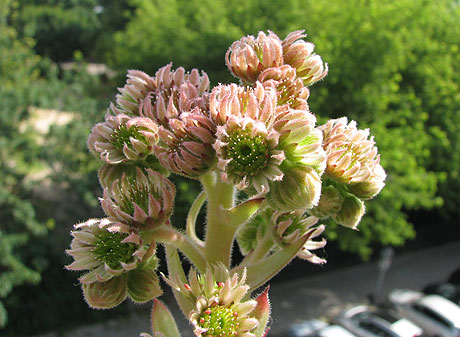 Sempervivum  Blüte