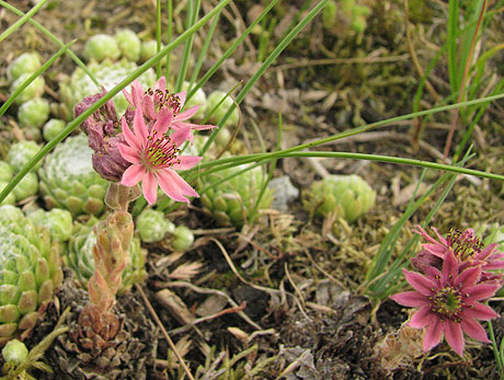 Sempervivum