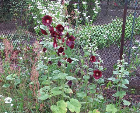 Stockrose schwarz-rot