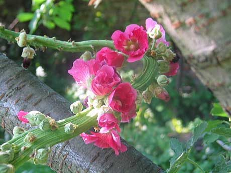 Stockrose im alten Garten