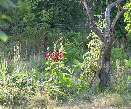 Black  Cherry am Baumgerippe