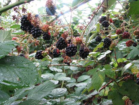 Brombeeren