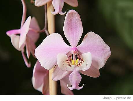 phalaenopsis