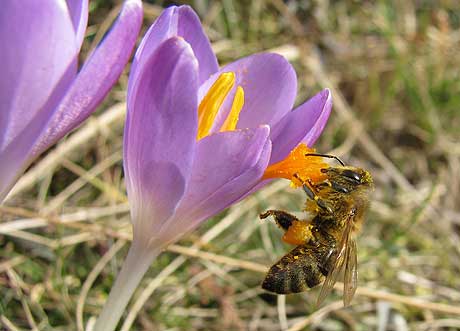 Biene auf Krokus