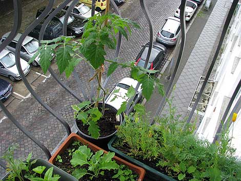 Black Cherry auf dem Balkon