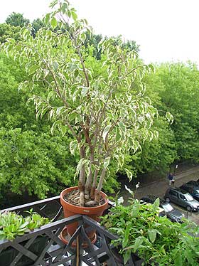 Ficus Benjamini