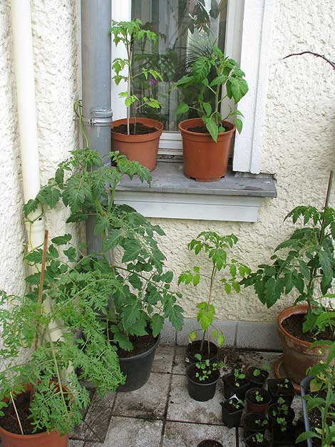 Tomaten auf dem Balkon