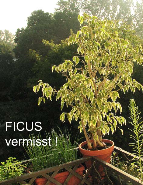 ficus